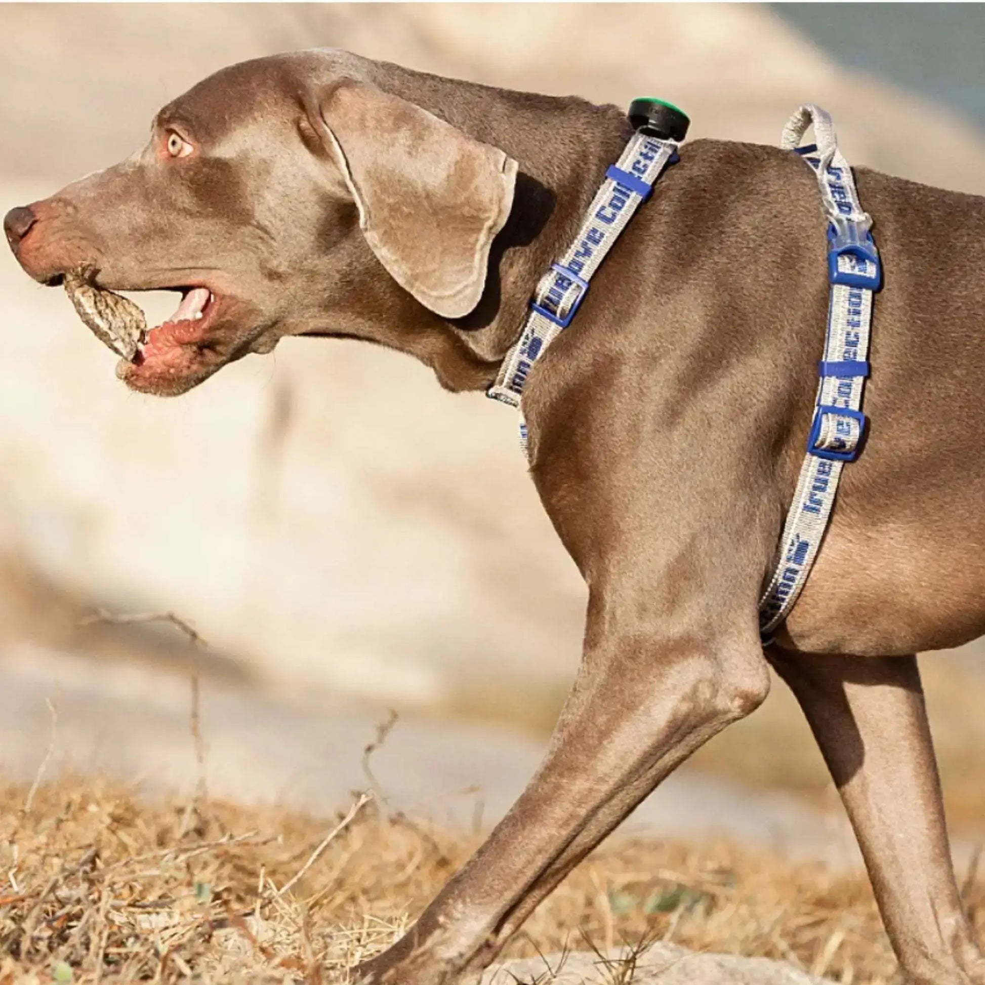 Un braque allemand avec un harnais tactique pour chien bleu et gris.