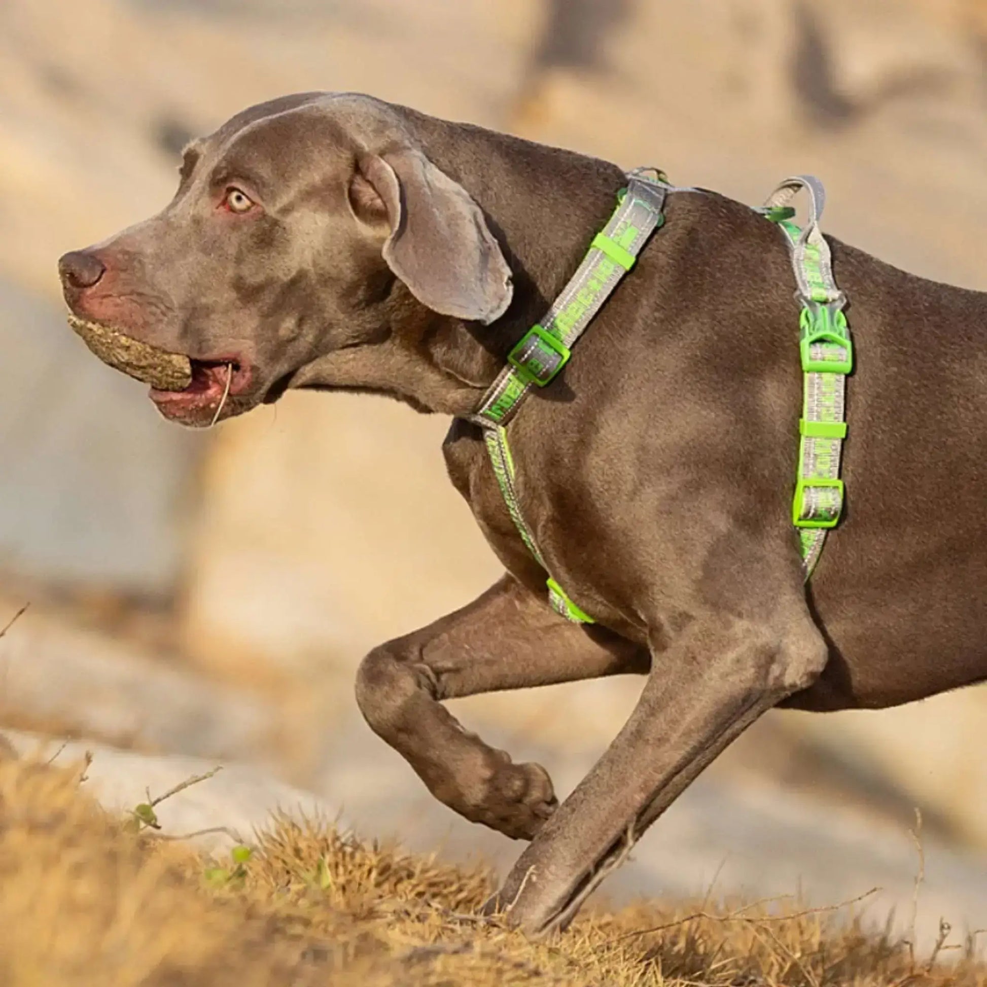 Un braque allemand avec un harnais tactique pour chien gris et vert fluo.