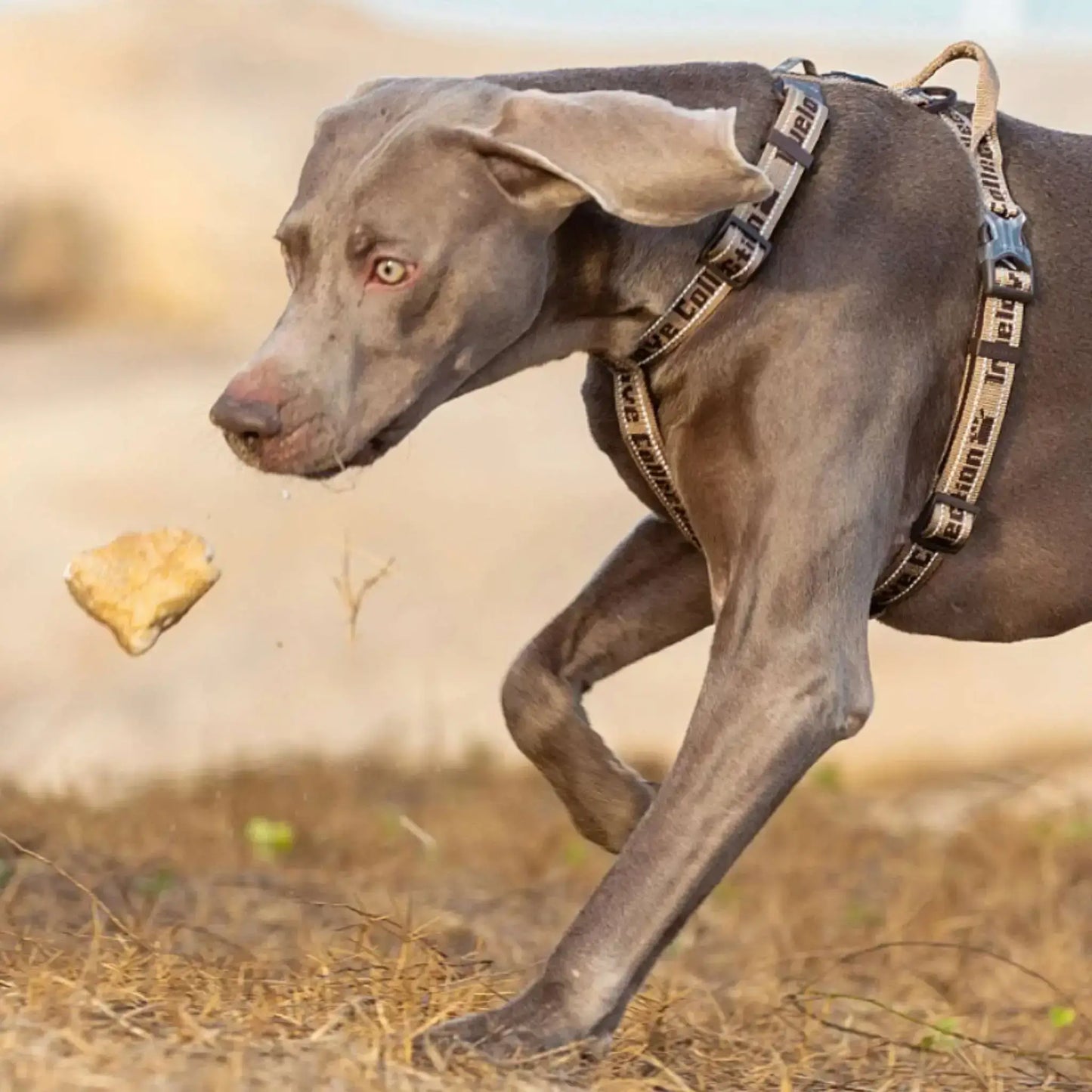 Un braque allemand avec un harnais tactique pour chien marron.