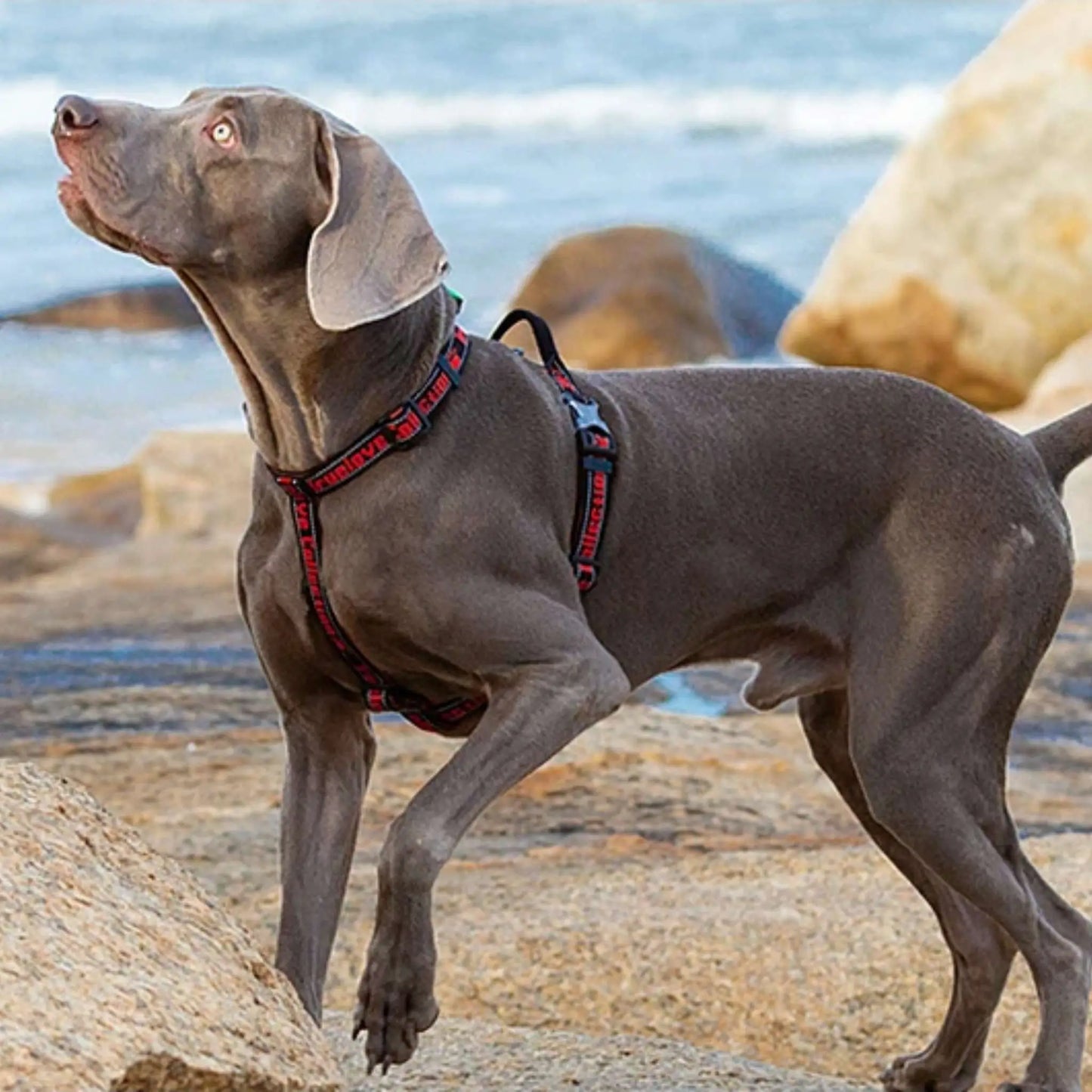 Un braque allemand avec un harnais tactique pour chien rouge et noir.