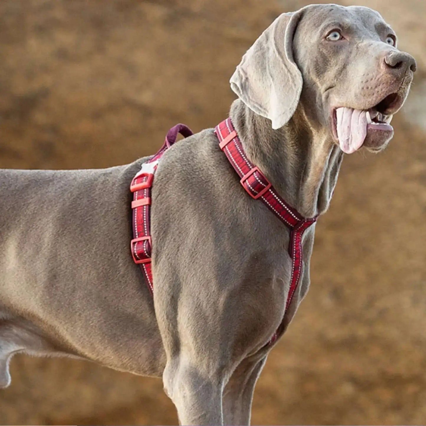 Un braque allemand avec un harnais tactique pour chien rouge. 