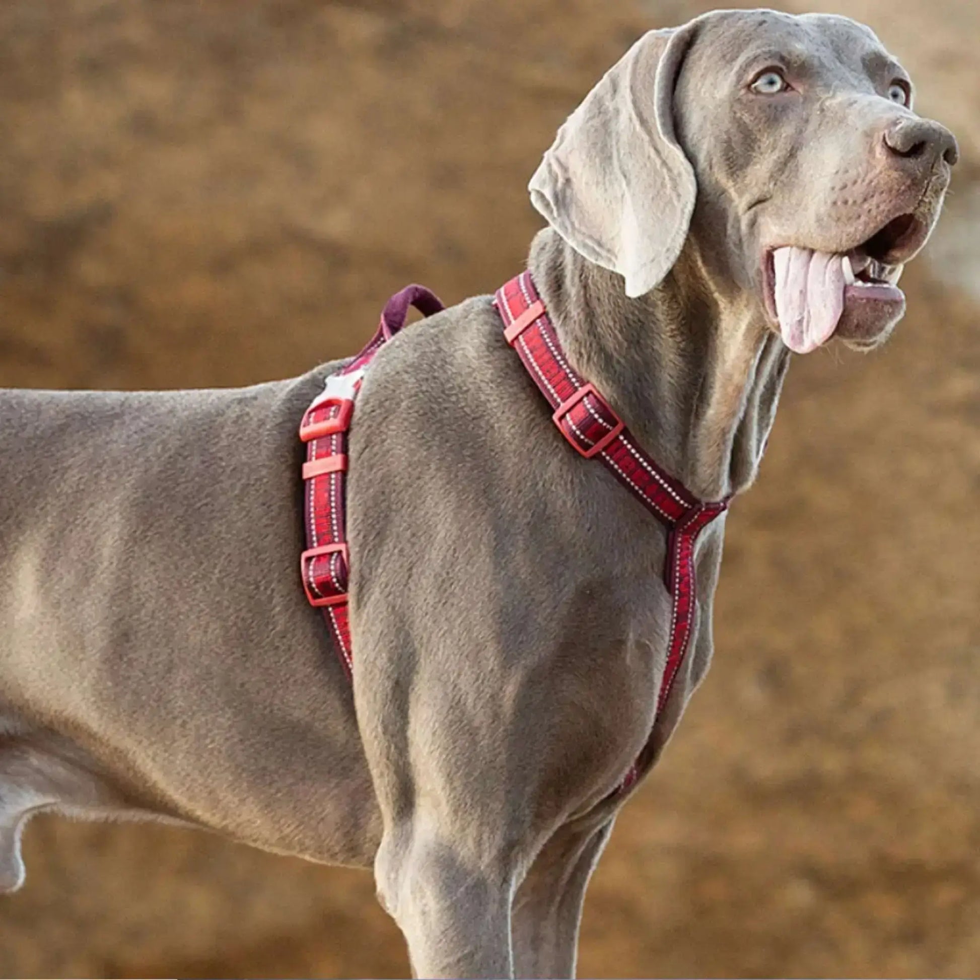 Un braque allemand avec un harnais tactique pour chien rouge. 