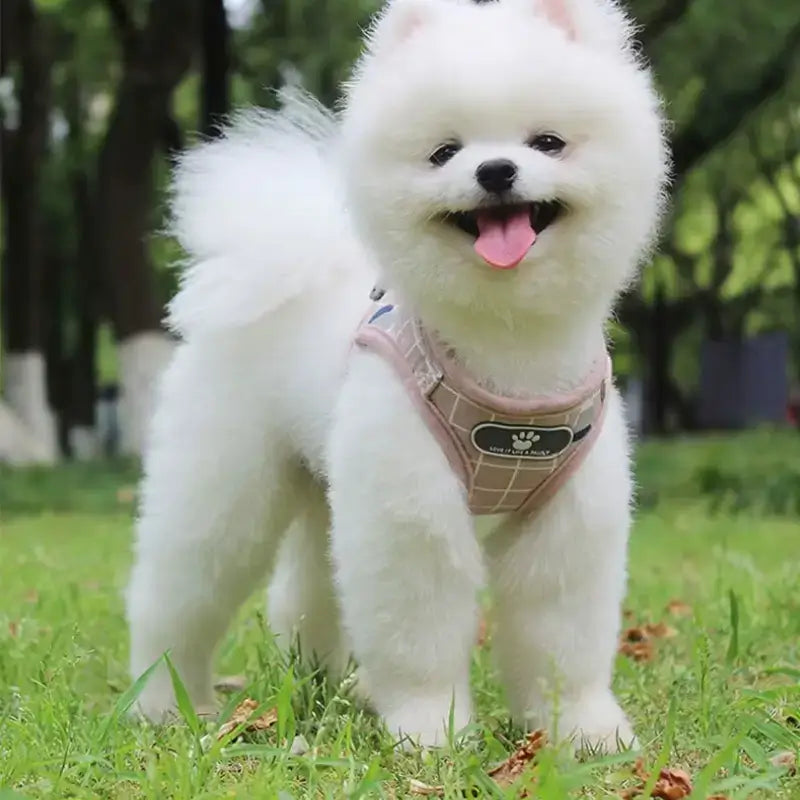 Un loulou de Poméranie avec un harnais en veste pour chien de couleur rose.