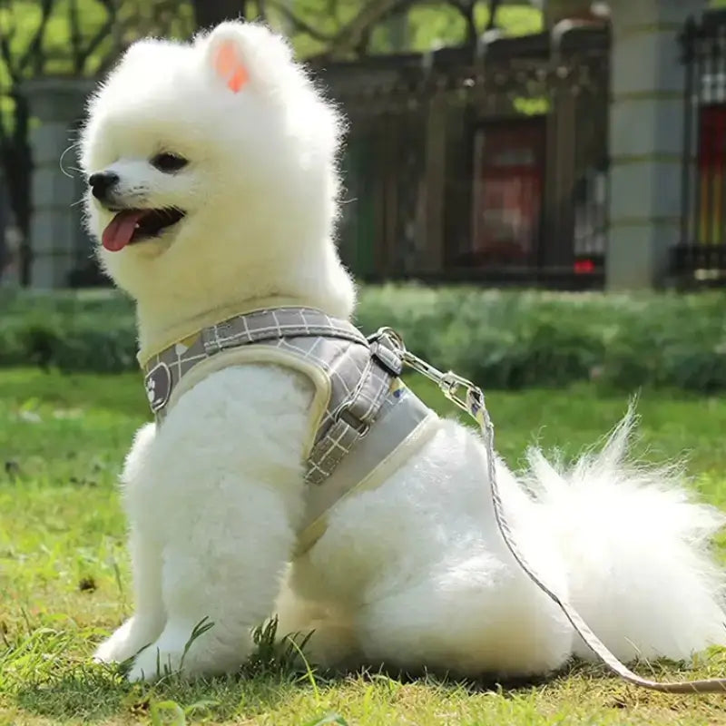 Une vue latérale d'un loulou de Poméranie assis sur une pelouse avec son harnais pour petit chien jaune.