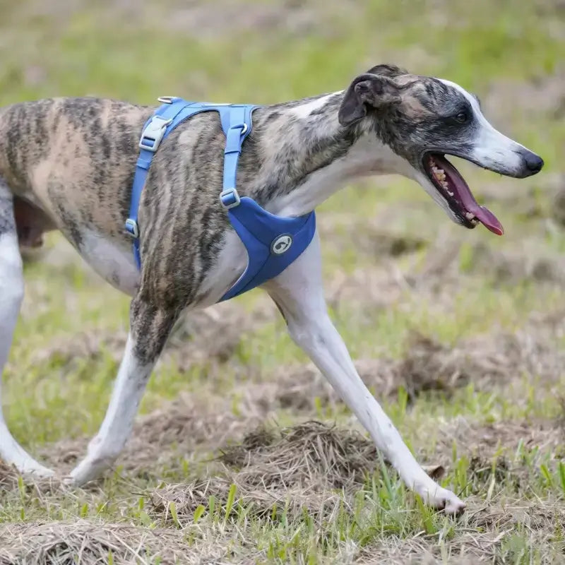 un harnais pour whippet bleu sur un whippet.
