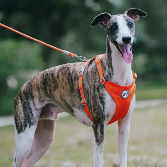 Un whippet en laisse avec un harnais orange.