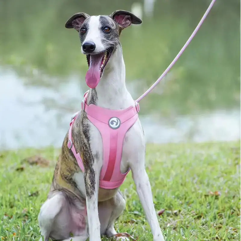 Un whippet assis sur une pelouse porte un harnais pour chien rose.