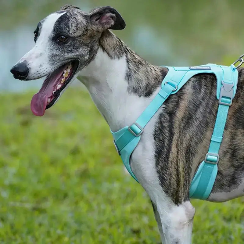 Un whippet vêtu d'un harnais pour chien turquoise.