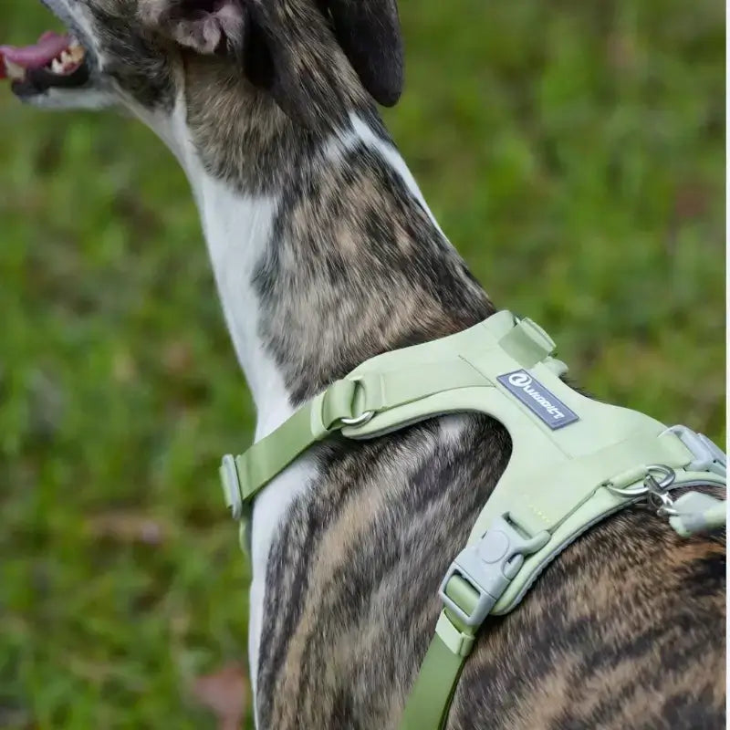 Vu de dos un whippet porte une harnais vert.