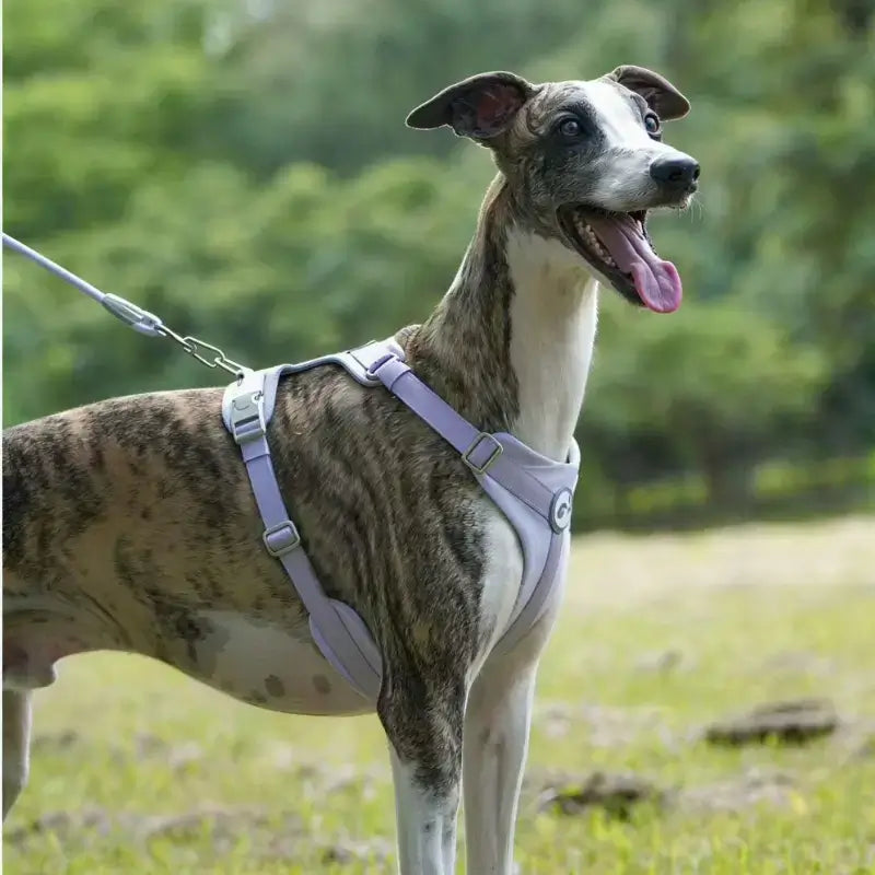 Un whippet vêtu d'un harnais violet.
