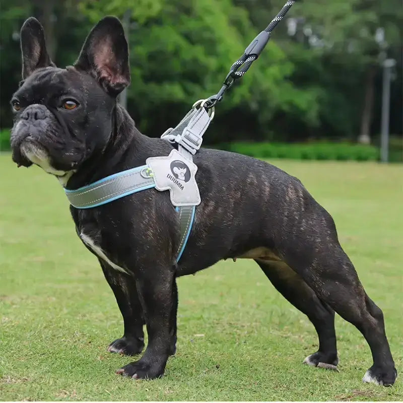 Un bouledogue français en laisse avec son harnais en Y gris et bleu