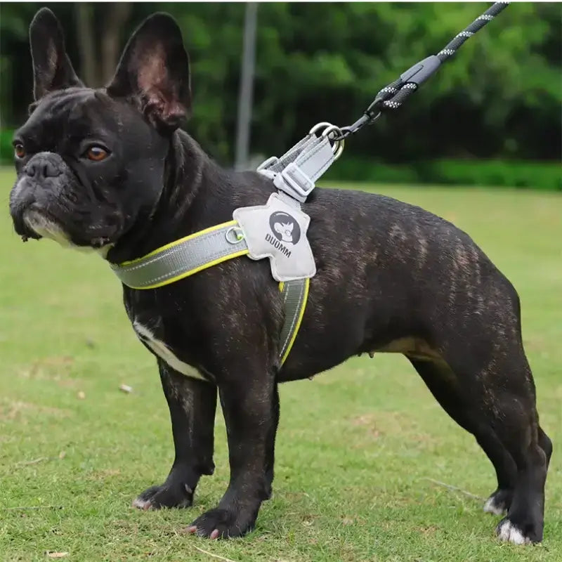 Un bouledogue français en laisse porte un harnais en Y gris et jaune.