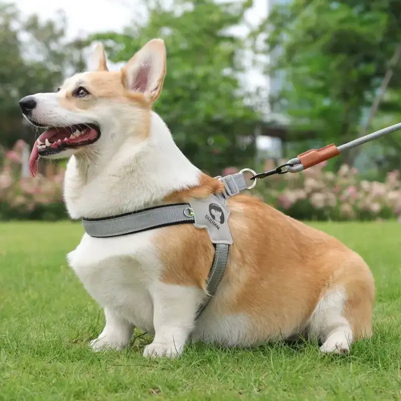 Un corgi assis sur une pelouse porte le harnais Balto gris et noir.