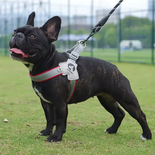 Un bouledogue français en laisse dans un parc porte un harnais gris et rouge.
