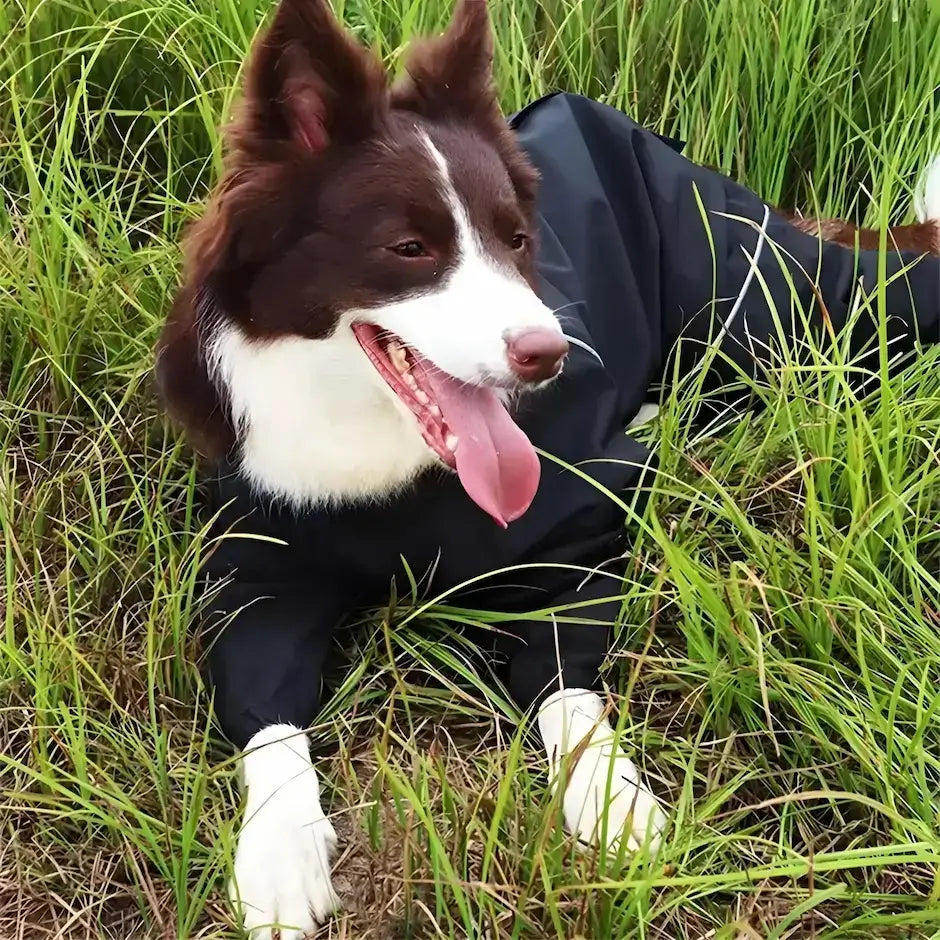 Un border collie porte un imperméable pour chien noir allongé sur la pelouse.