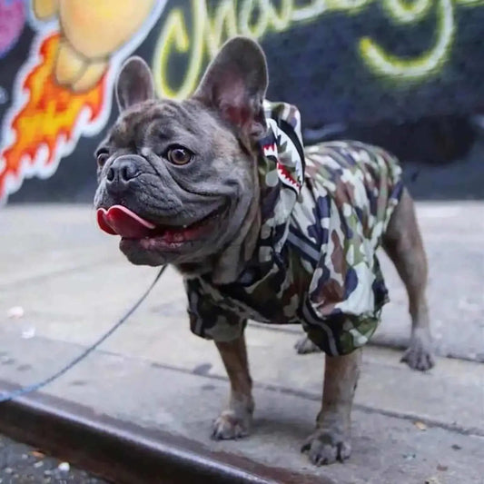 Un bouledogue français sur un trottoir est vêtu d'un imperméable pour chien de couleur camouflage.
