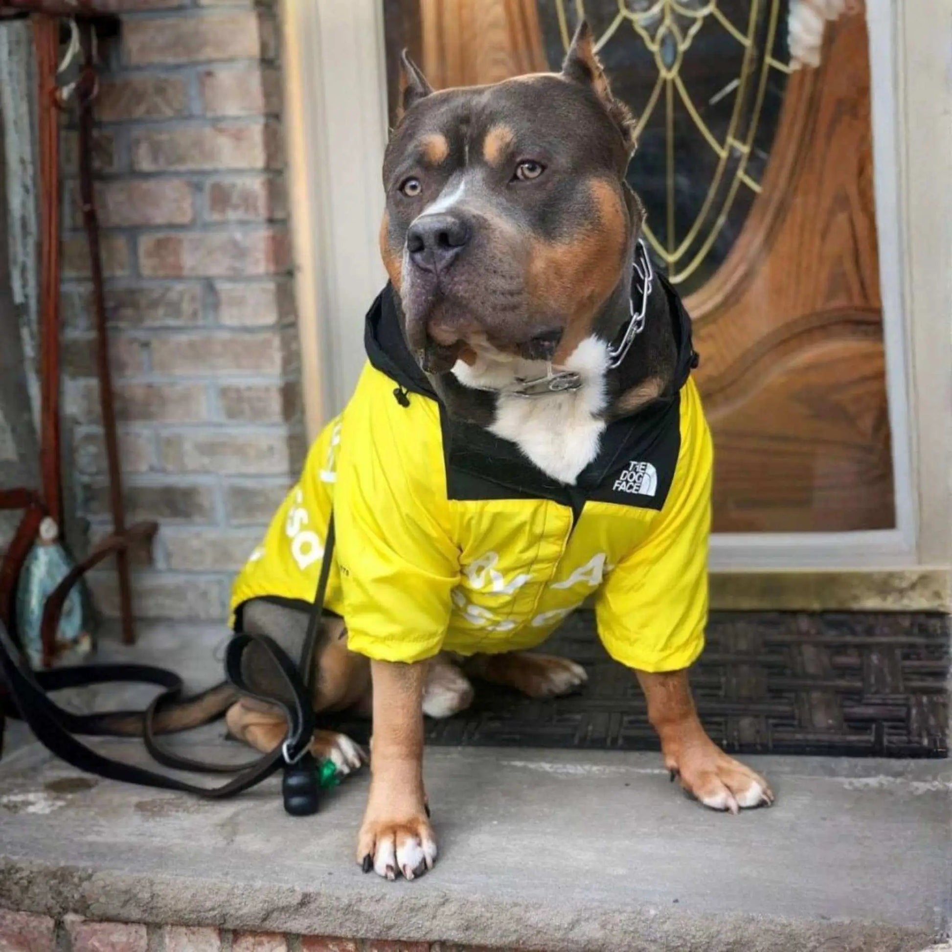 Un Américain bully devant une porte d'entrée est vêtu d'un imperméable pour chien jaune.