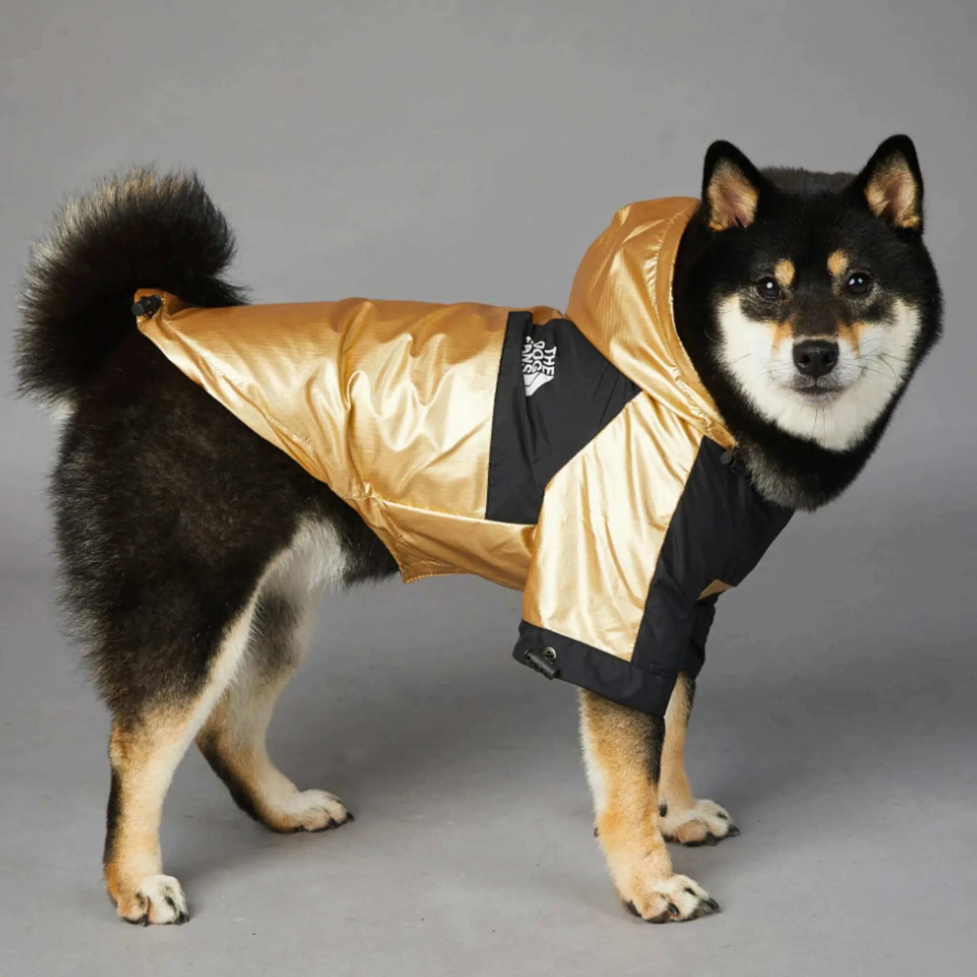 Vue latérale d'un shiba inu vêtu d'un imperméable pour chien de couleur or.