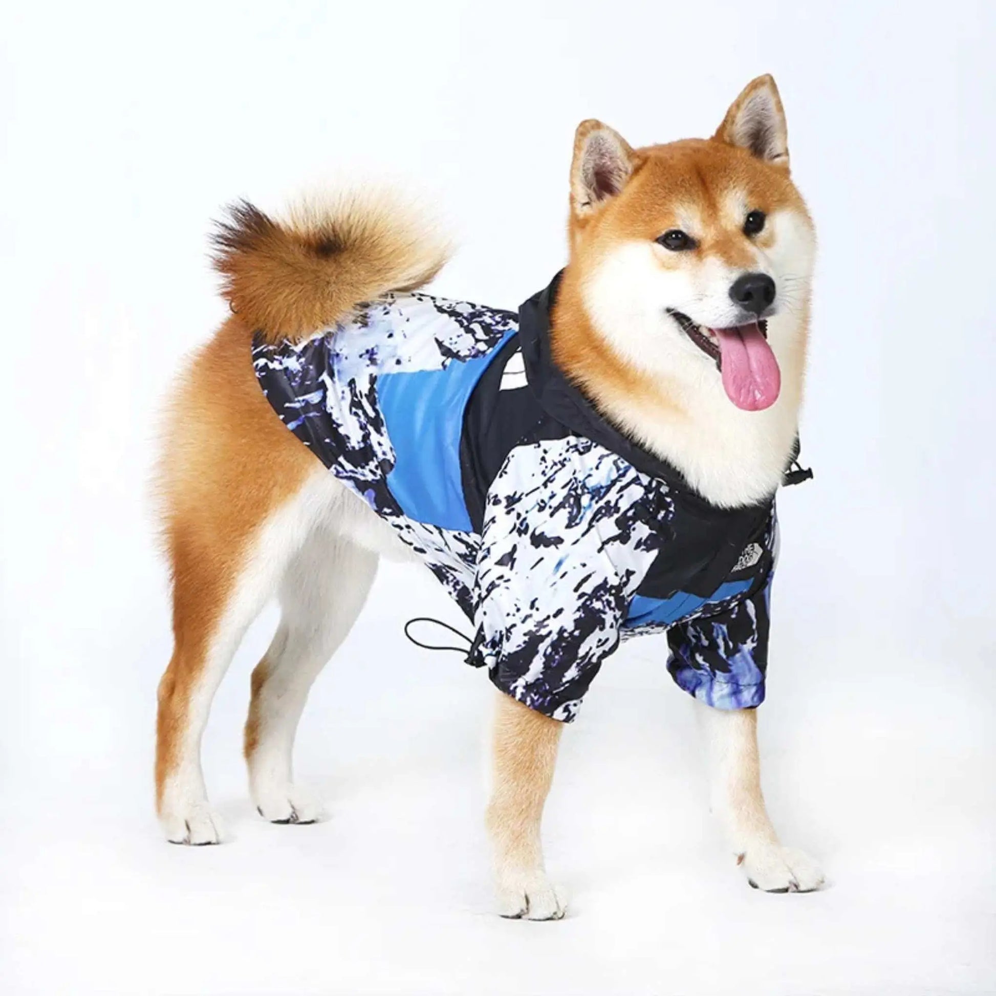 Un shiba inu debout est vêtu d'un imperméable pour chien bleu.