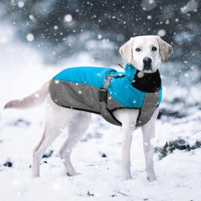 impermeable chien labrador impermeable bleu neige