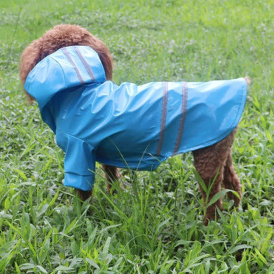 impermeable pour chien cote bleu petit chien herbe