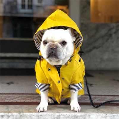 impermeable pour chien couleur jaune bouledogue francais