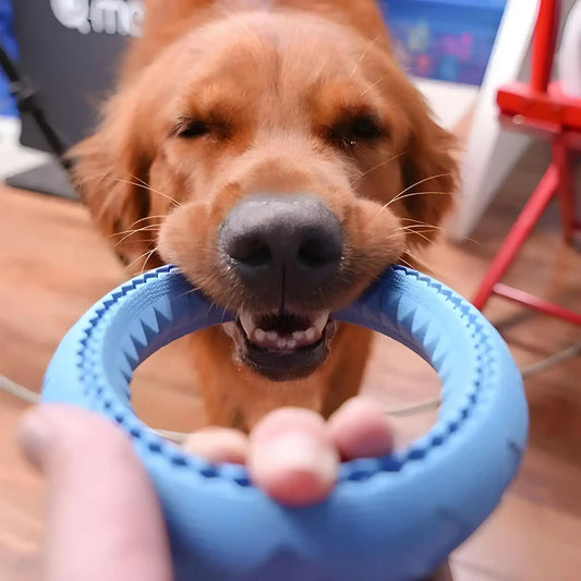 Un golden retriever avec un jouet pour chien dans sa bouche.