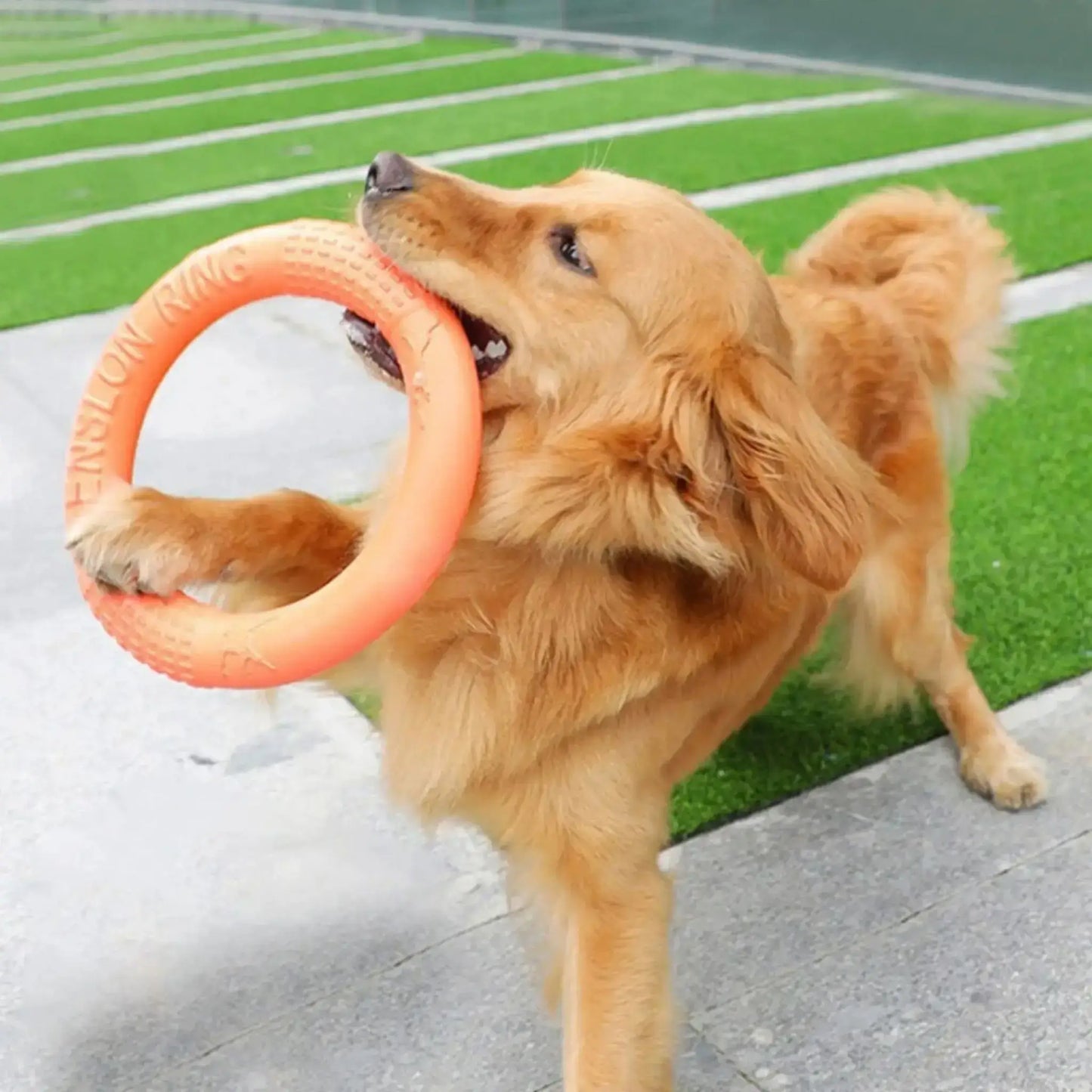 Un golden retriever joue avec le jouet pour chien dans un parc.