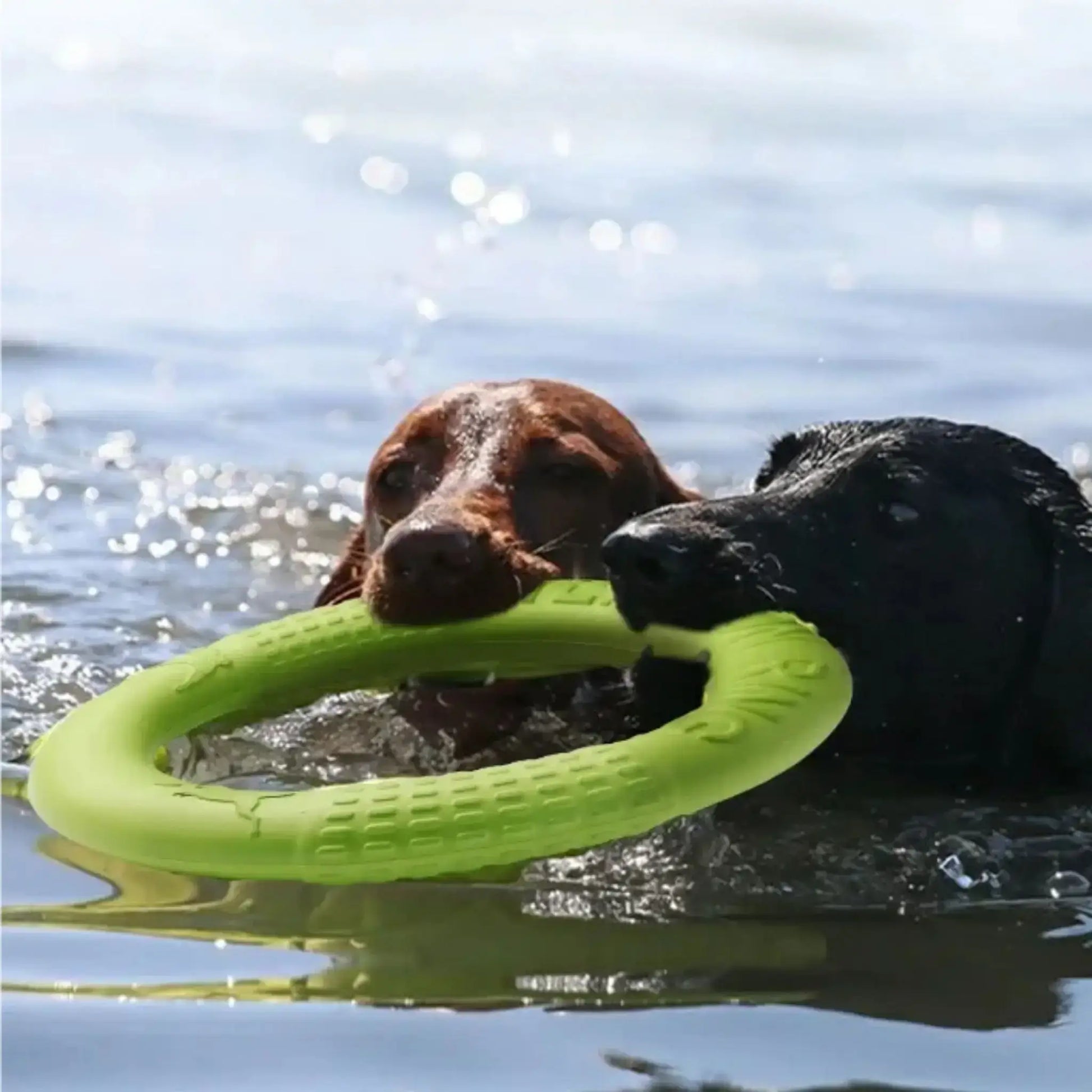 Deux labradors dans un lac tiennent dans leur bouche un jouet pour chien flottant vert.