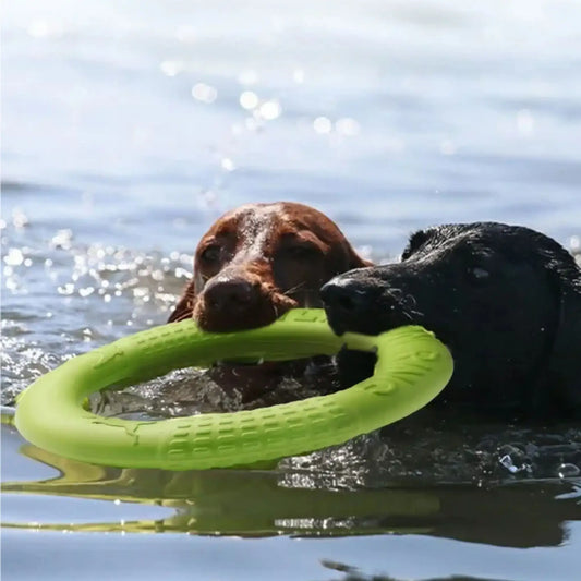 Deux labradors dans un lac tiennent dans leur bouche un jouet pour chien flottant vert.