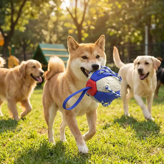 Un shiba inu tient à la bouche les jouets pour chien RonRon dans un parc avec d'autres chiens.