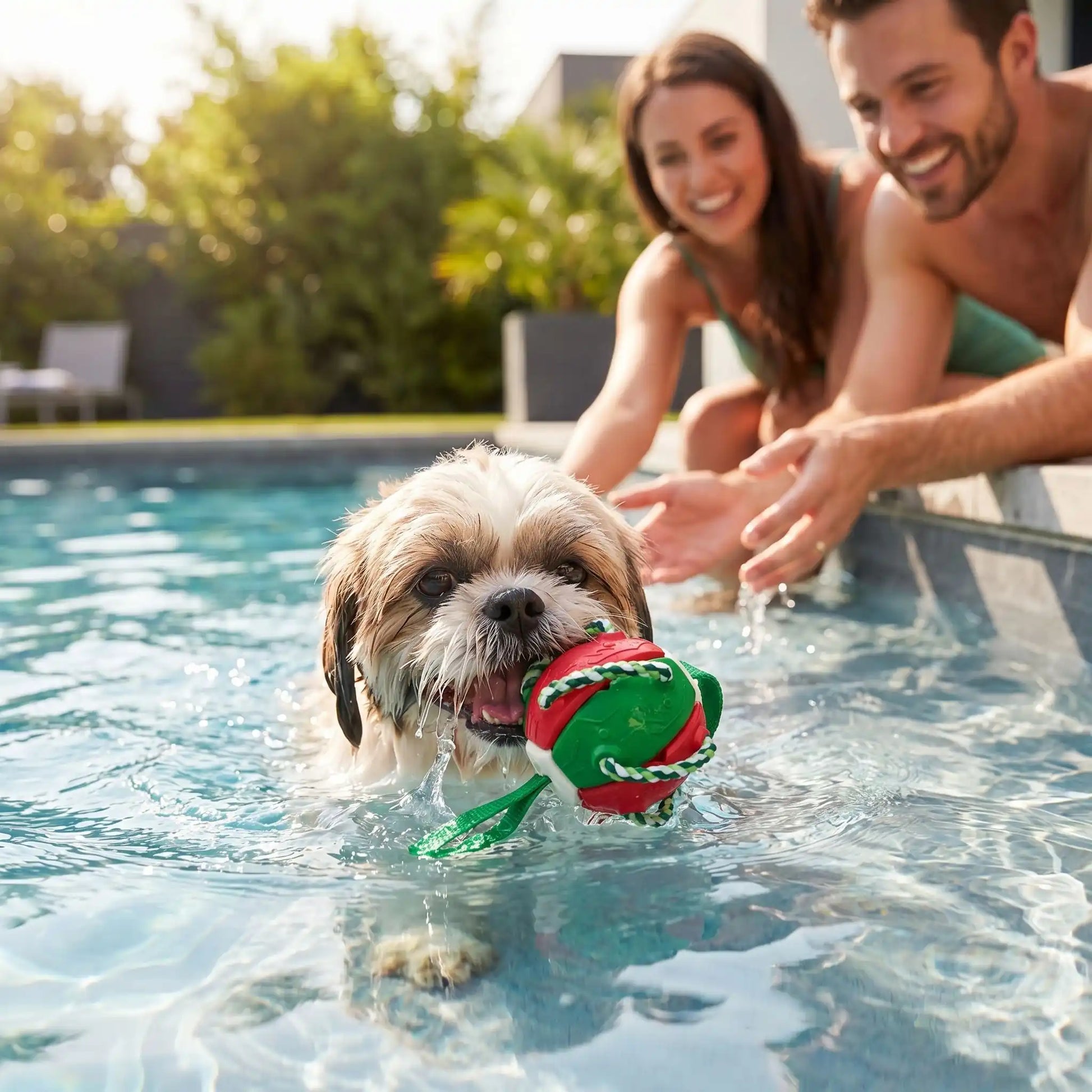 Un couple joue avec son shih tzu dans la piscine avec les jouets pour chien Ronron.