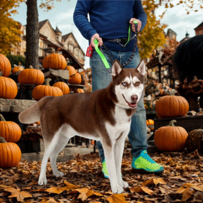 laisse canicross hosky brun laisse homme citrouille feuille morte