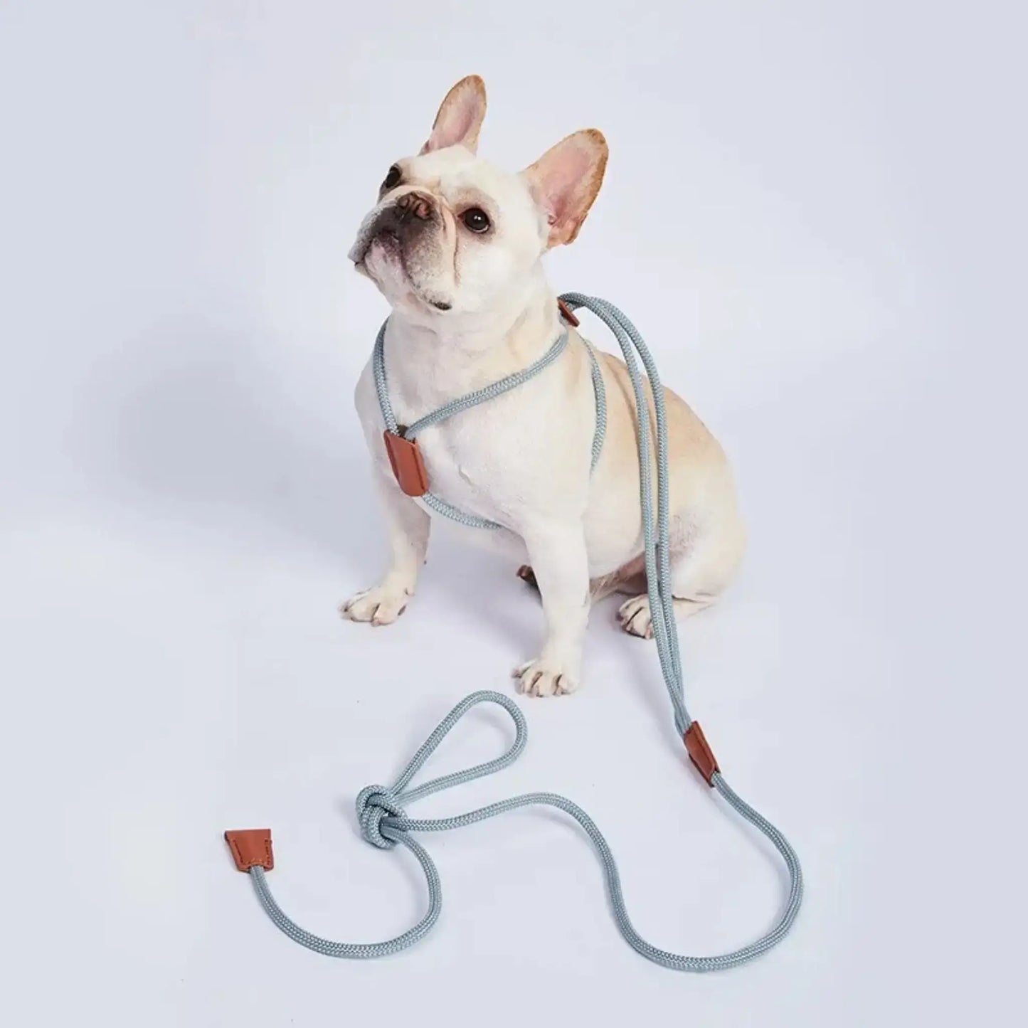 Un bouledogue français crème avec une laisse pour chien en corde de couleur grise.