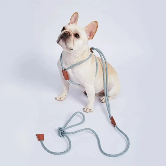 Un bouledogue français avec la laisse pour chien à corde, la corde sert aussi de harnais.