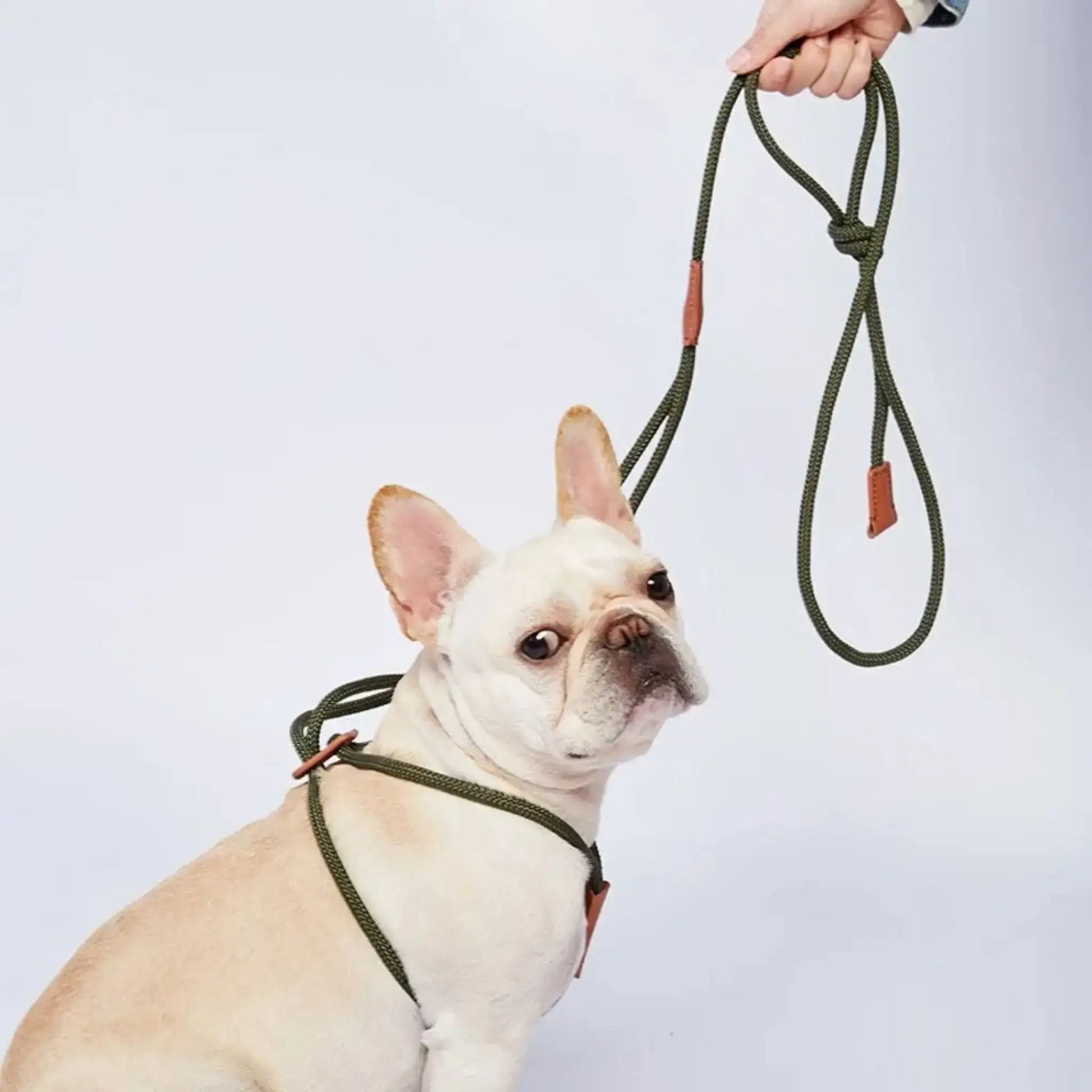 Un bouledogue français crème avec une laisse pour chien en corde de couleur verte.