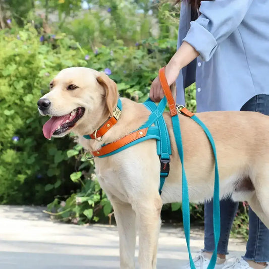 Un labrador avec son maître en laisse avec une laisse pour chien turquoise. 