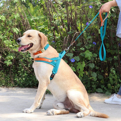 laisse chien laisurbain-labrador blond avec kit complet-maitre tiens laisse