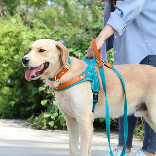 Un labrador avec son maître en laisse avec une laisse pour chien turquoise 