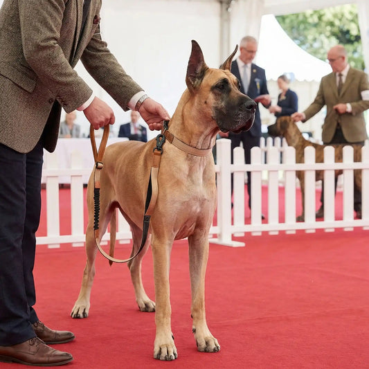 Un grand danois sur un terrain de show pour chien avec sa laisse pour chien beige.