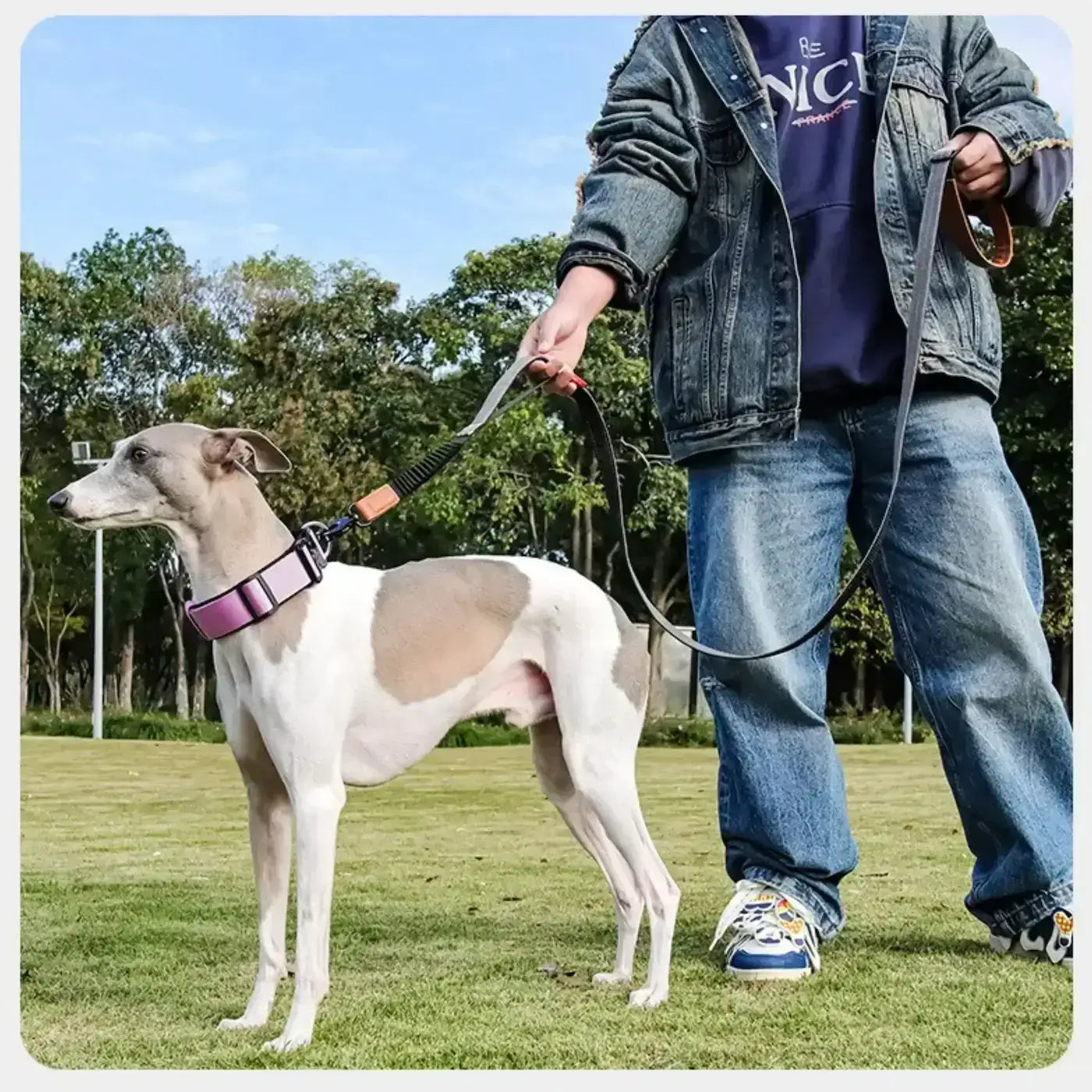 Un lévrier en laisse avec son maitre dans un parc avec sa laisse pour chien grise.