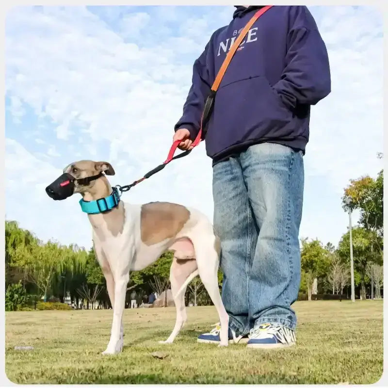 Un whippet avec son maître qui tient la laisse pour chien rouge en main libre.