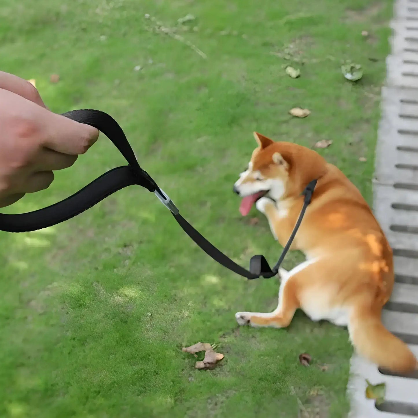 Un shiba inu en laisse avec la laisse-collier pour chien noir.