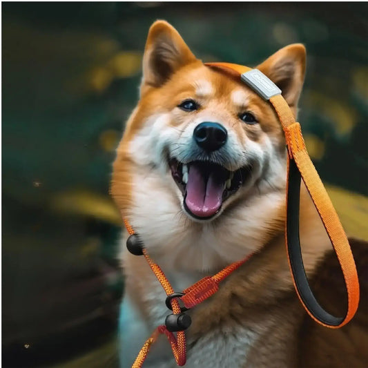 Un shiba inu avec une laisse à collier pour chien orange.