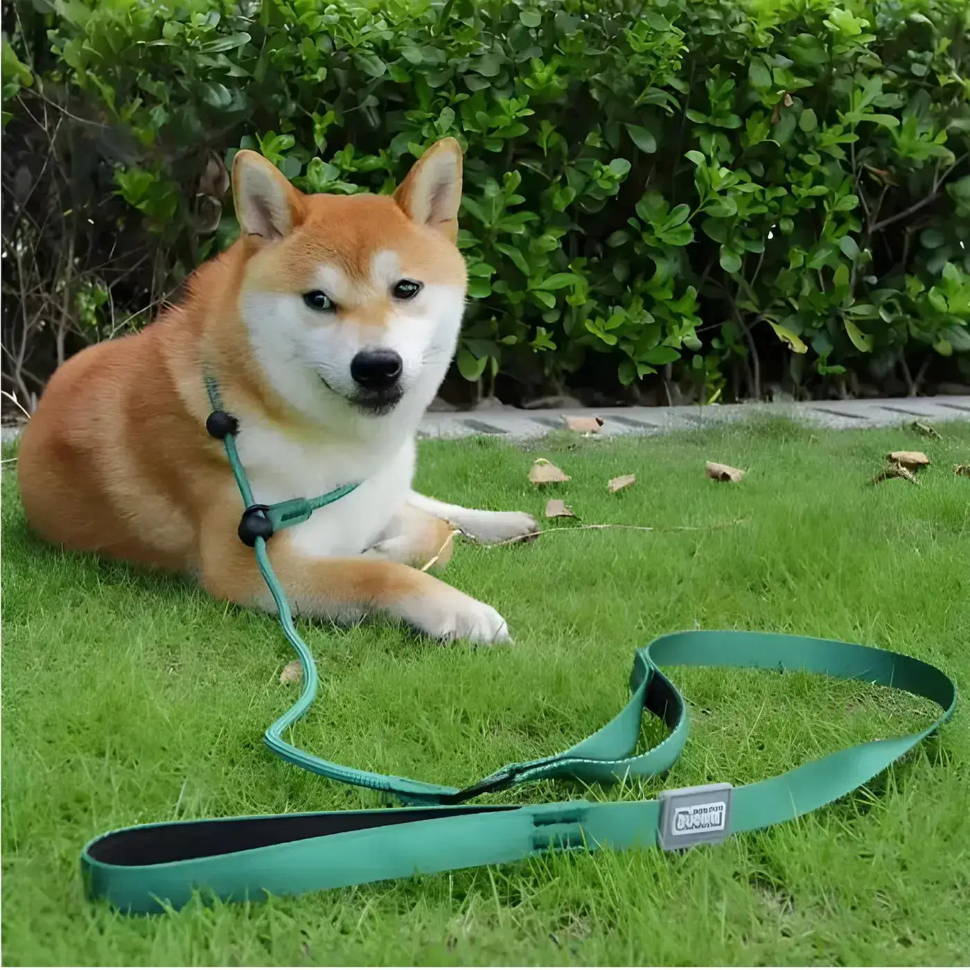 Un shiba inu allongé sur la pelouse avec une laisse-collier couleur verte.