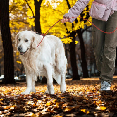 laisse corde pour chien labrador laisse automne maitres