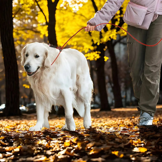 Un golden retriever blond en laisse avec son maitre dans un boisé en automne.