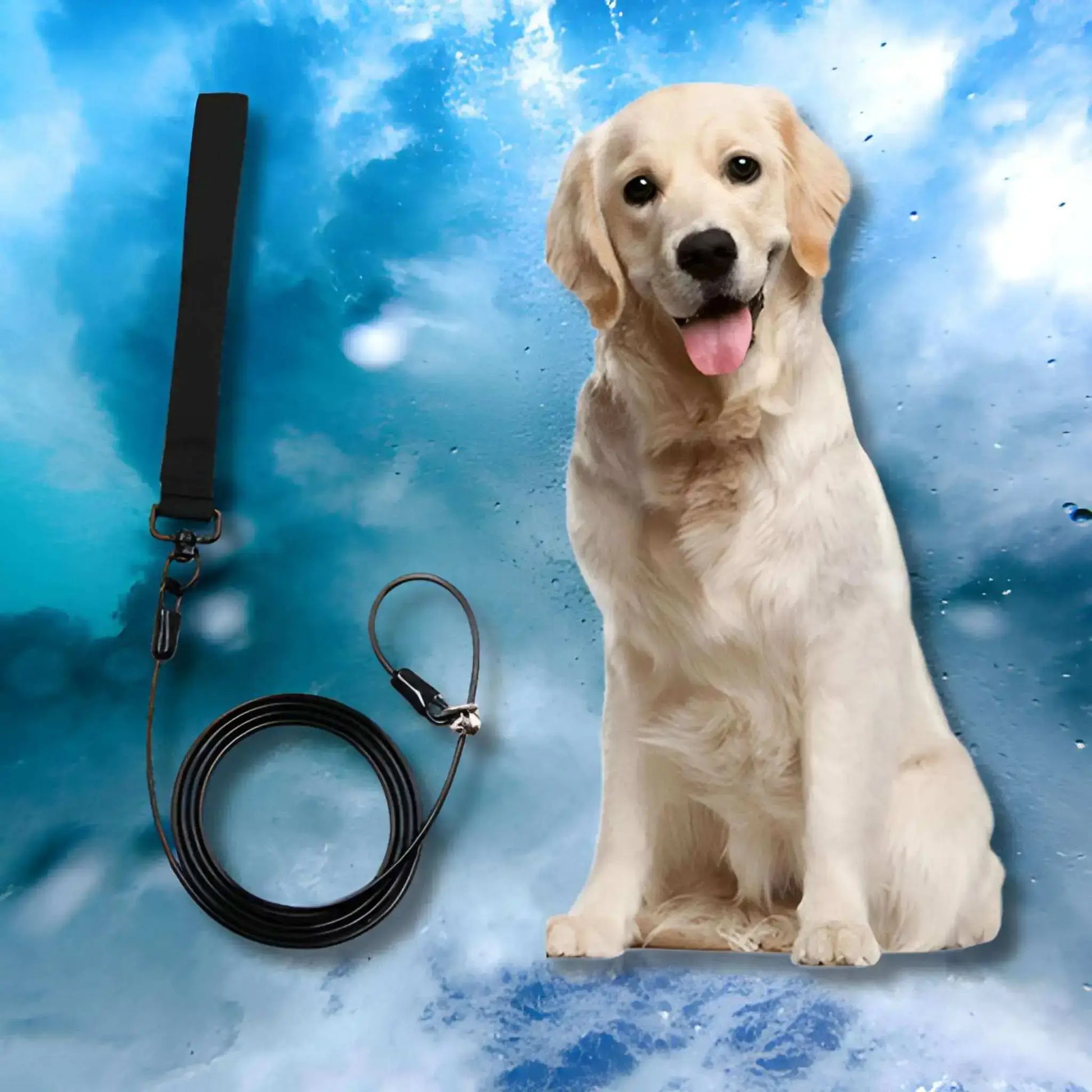 Une laisse-corde pour chien noir avec un golden retriever.