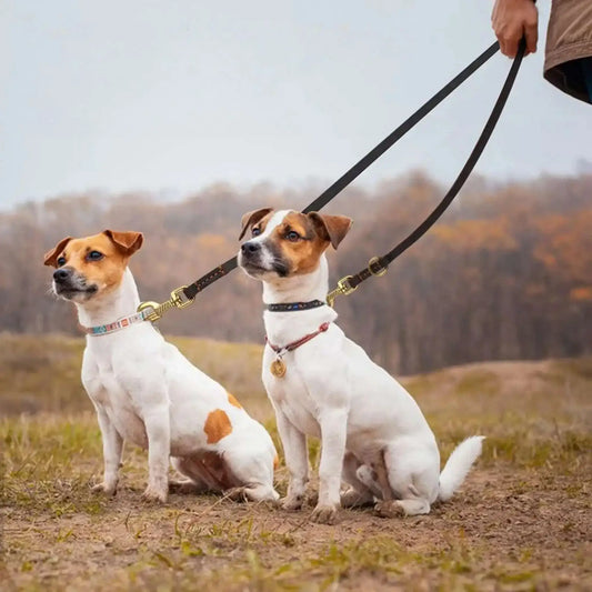 Deux Jack Russell assis sur une pelouse avec une laisse de chien