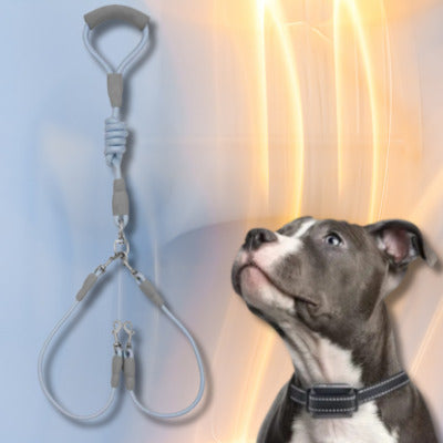 laisse double chien couleur bleu chien regarde laisse